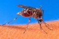  Vigilância Sanitária e Ambiental 