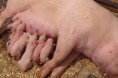 Pela primeira vez no Brasil, cientistas reproduzem suínos in vitro
